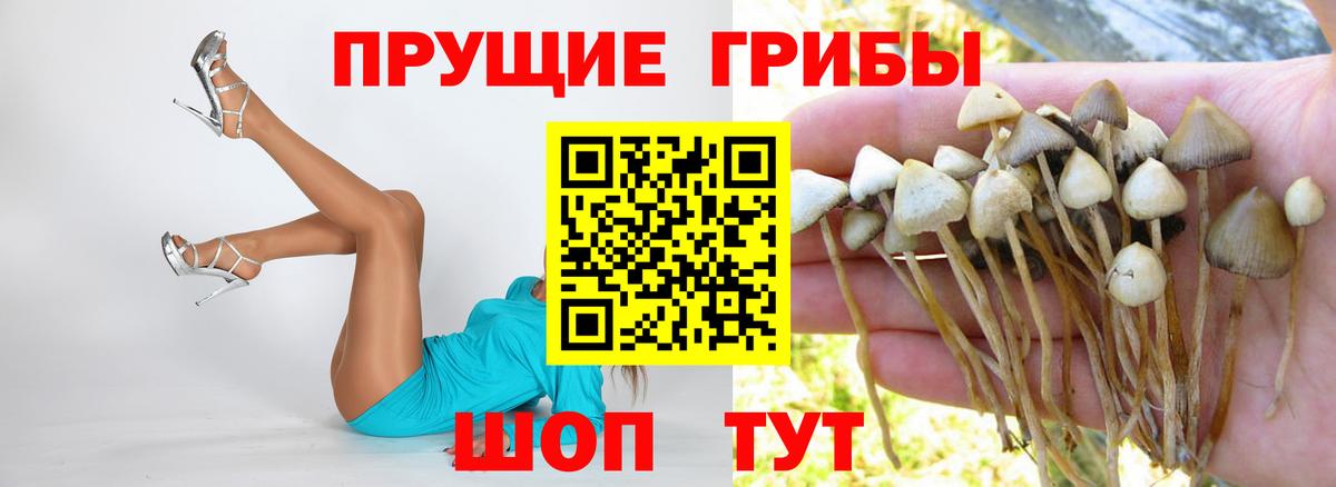 Псилоцибиновые грибы GOLDEN TEACHER Новодвинск